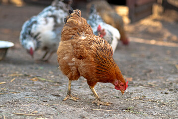 Brown chicken pecking grains on the farmyard