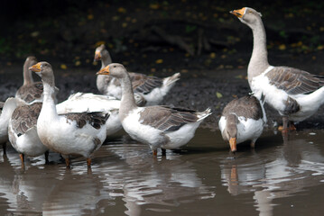 Group of geese in pool