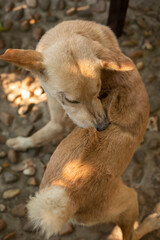 Thai dog bite tick and flea in the middle of the back