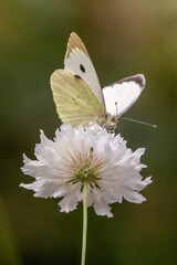 Macro of a cabbage white (pieris rapae) butterfly on white scabious (scaboisa); pesticide free environmental protection concept;