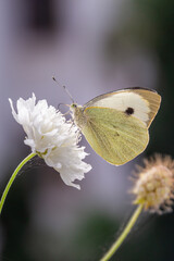 Macro of a cabbage white (pieris rapae) butterfly on white scabious (scaboisa); pesticide free environmental protection concept;