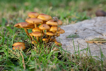 mushroom in the forest