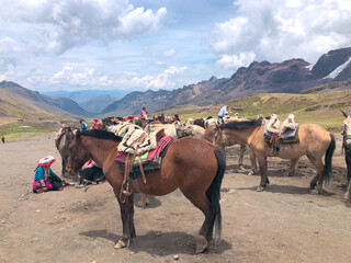 [Peru] Horses for horseriding at the  trail of Vinicunca mountain (Rainbow mountain)
