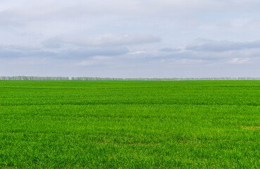 Wheat field in early spring and the forest in the distance