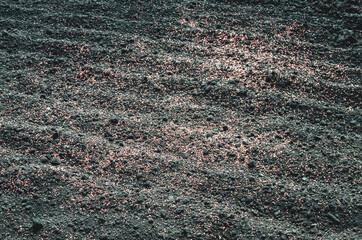 Field sown with wheat fertilizer spreader spring in Russia