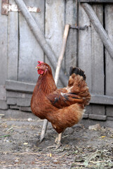 Chicken standing next to wooden gates