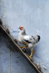 Chicken climbing in coop