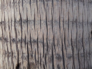 Palm tree trunk bark closeup. Natural gray textured background.