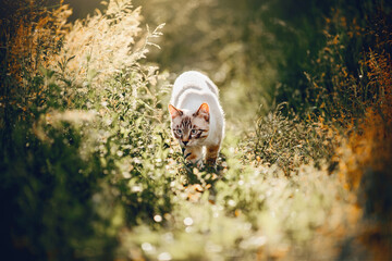 A Thai cat walks in the grass.