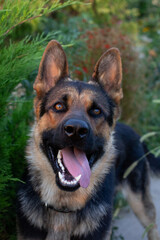 Dog breed German shepherd on nature