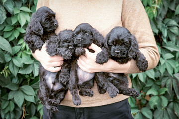 A girl is holding four black cocker spaniel puppies.