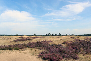 Fototapeta premium Blooming heather field in National Park of the Netherlands. Beautiful purple carpet of heather flowers, dry grass, dramatic sky with clouds. 