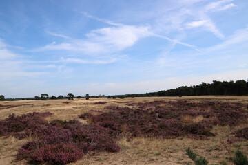 Purple heather flowers close up photo. Beautiful blooming bush of wildflowers. Flora of the Netherlands. 