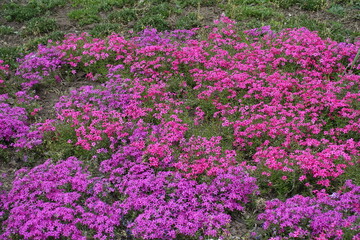 Lots of flowers of phlox subulata in shades of pink in April