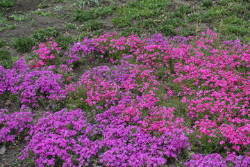 Numerous flowers of phlox subulata in shades of pink in April