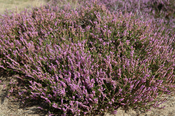 Fototapeta premium Purple heather flowers close up photo. Beautiful blooming bush of wildflowers. Flora of the Netherlands. 