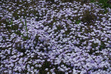 Background - numerous violate flowers of phlox subulata in April