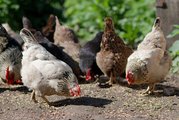 Chickens pecking grain on the farmyard