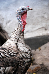 Turkey closeup