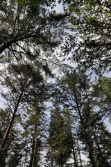 Fototapeta premium Trees in the forest. Early autumn sunny day photo. Pathway through woods. Nature of Europe. 