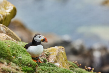 puffin standing on a rock cliff . fratercula arctica