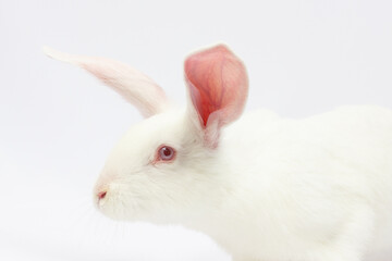 Cute and cuddly. Closeup of beautiful white rabbit looking at camera isolated on white background with copy space