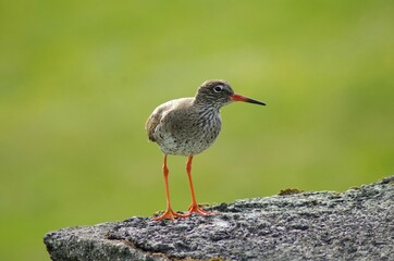 Common redshank hopping around in Iceland on gray rock, isolated on a green background.