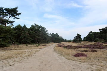Fototapeta premium Golden grass, empty road, heather bushes, dramatic sky with dark clouds. Dutch countryside landscape. Beautiful European nature. 