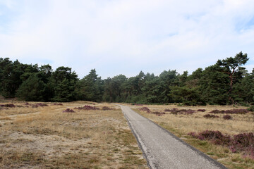 Obraz premium Golden grass, empty road, heather bushes, dramatic sky with dark clouds. Dutch countryside landscape. Beautiful European nature. 