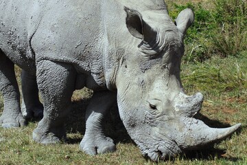 Obraz premium A rhino grazing on green grass.