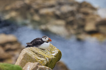 puffin standing on a rock cliff . fratercula arctica