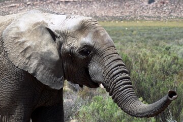 A close-up of an African bush elephant's head (Loxodonta africana). The elephant is gray, on a green background. Shallow depth of field.