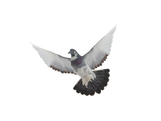 Obraz premium pigeon flying isolated on white background