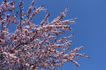 Deep blue sky and branches of blossoming purple leaved prunus pissardii in April