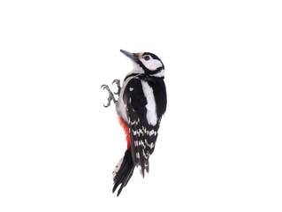 woodpecker isolated on white background - obrazy, fototapety, plakaty