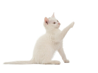 kitten with raised paw isolated on white background