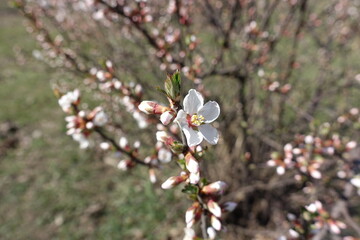 1 white flower and numerous buds of prunus tomentosa in March