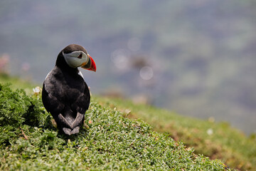 puffin standing on a rock cliff . fratercula arctica