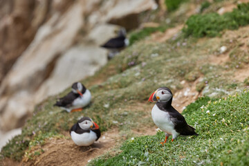 puffin standing on a rock cliff . fratercula arctica