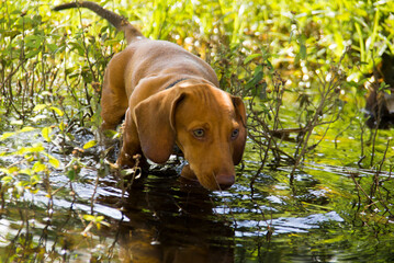 CUTE DOG IN NATURE DACHSHUND