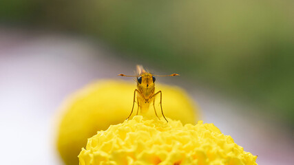 A beautiful lesser dart (Skipper Butterflies) captured sitting on a marigold flower.