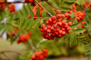 Close up of bright rowan berries on a tree