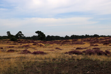 Fototapeta na wymiar Dutch landscape photo. Purple flowers of heather, dry yellow grass, cloudy sky. 