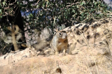 Écureuil Grand Canyon