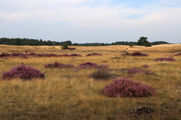 Fototapeta na wymiar Dutch landscape photo. Purple flowers of heather, dry yellow grass, cloudy sky. 