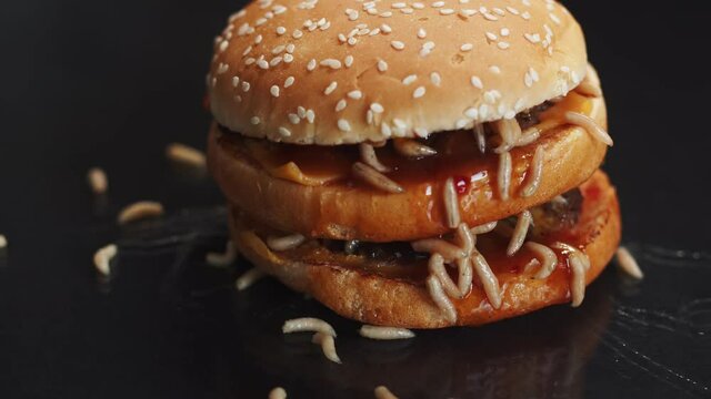 Huge burger with beef patties and moving live maggots closeup on black background. Studio. Macro of burger with maggots. Concept of junk food