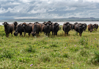 Obraz premium Lesina, Foggia district, Puglia, Italy, Europe, buffaloes on the shores of Lake Lesina
