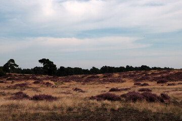 Fototapeta na wymiar Beautiful landscape of the Netherlands. Dramatic sky, purple heather flowers, dry grass. 