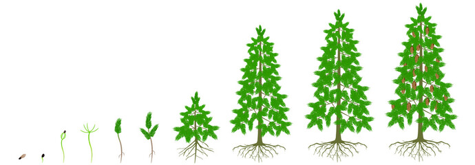 Cycle of growth of a spruce tree on a white background. - obrazy, fototapety, plakaty