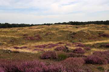 Obraz premium Beautiful landscape of the Netherlands. Dramatic sky, purple heather flowers, dry grass. 